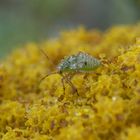 Wanzen-Nymphe mit Tautropfen - Lygus sp.