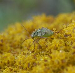 Wanzen-Nymphe mit Tautropfen - Lygus sp.