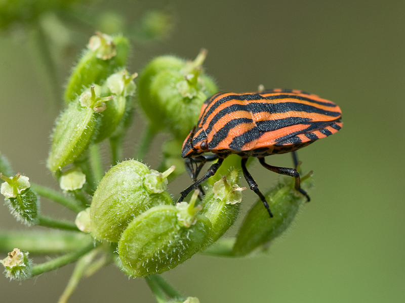 Wanzen sind schöne Insekten