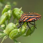 Wanzen sind schöne Insekten