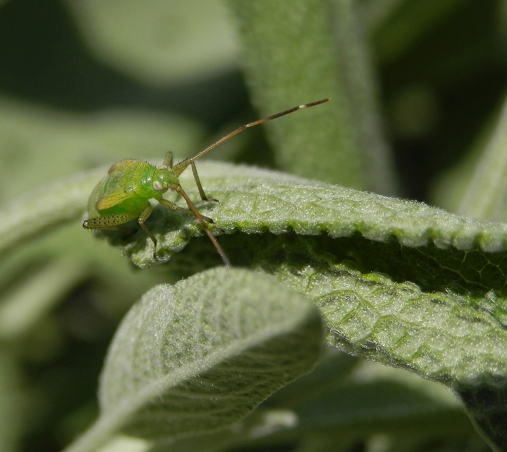 Wanzen-Vielfalt im heimischen Garten