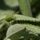 Wanzen-Vielfalt im heimischen Garten