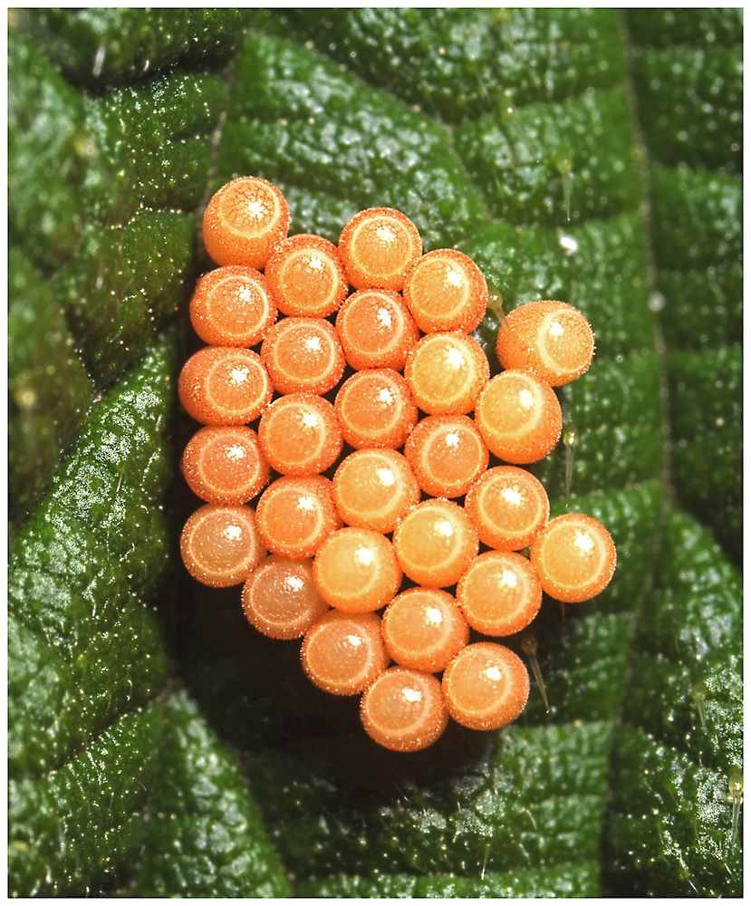 Wanzeneier Foto &amp; Bild | tiere, wildlife, insekten Bilder auf fotocommunity