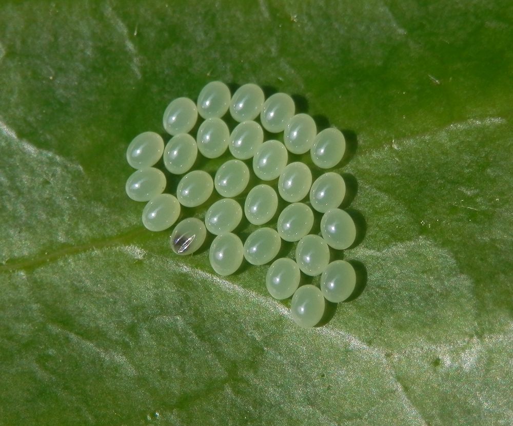 Wanzeneier - Ein Gelege von Acanthosoma haemorrhoidale