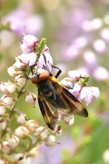 Wanzenfliege Männchen (Phasia hemiptera)