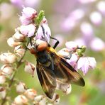 Wanzenfliege Männchen (Phasia hemiptera)