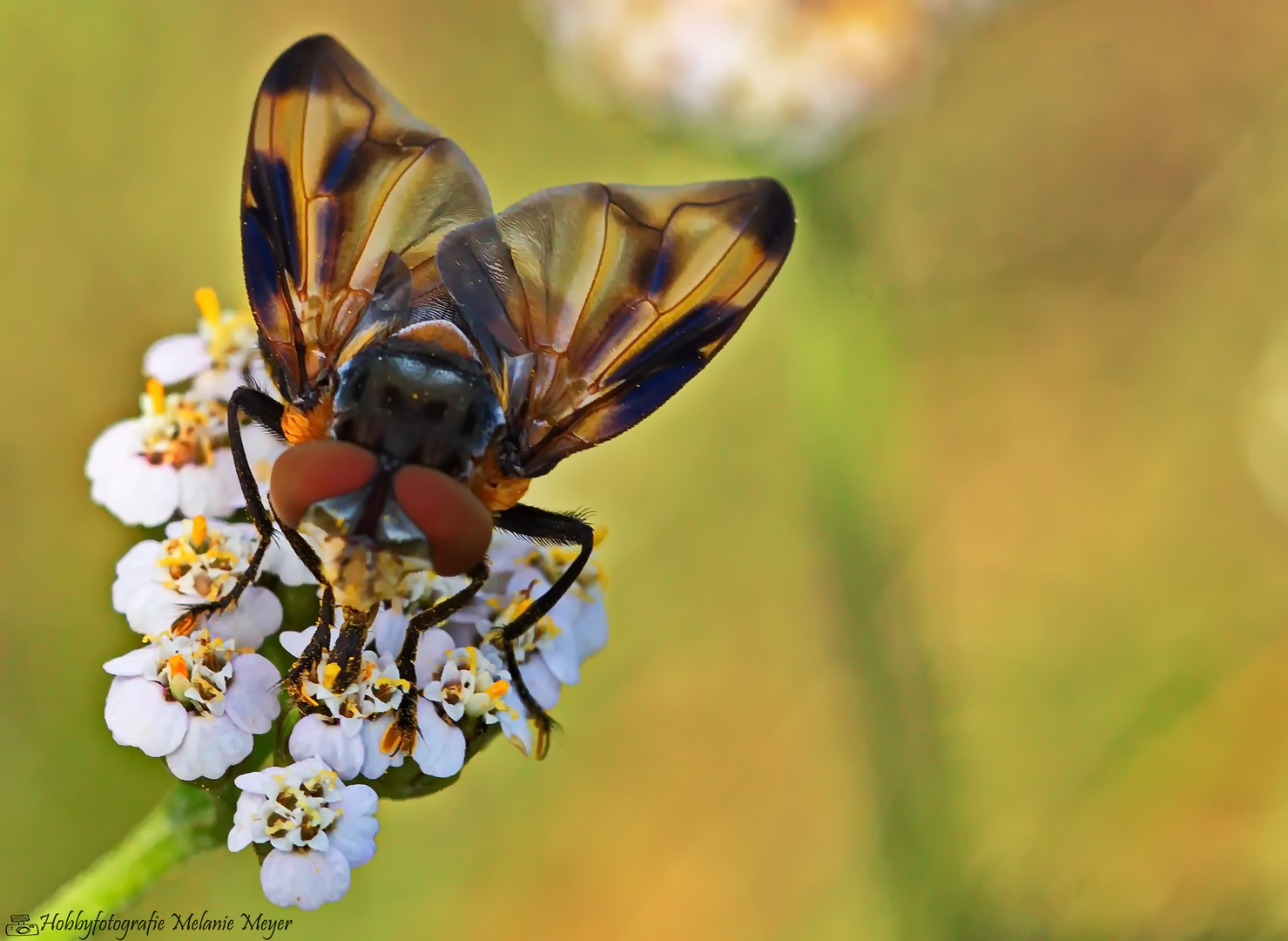 Wanzenfliege/ Phasia hemiptera