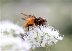 Wanzenfliege (Phasia hemiptera)