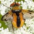 Wanzenfliege (Phasia hemiptera)