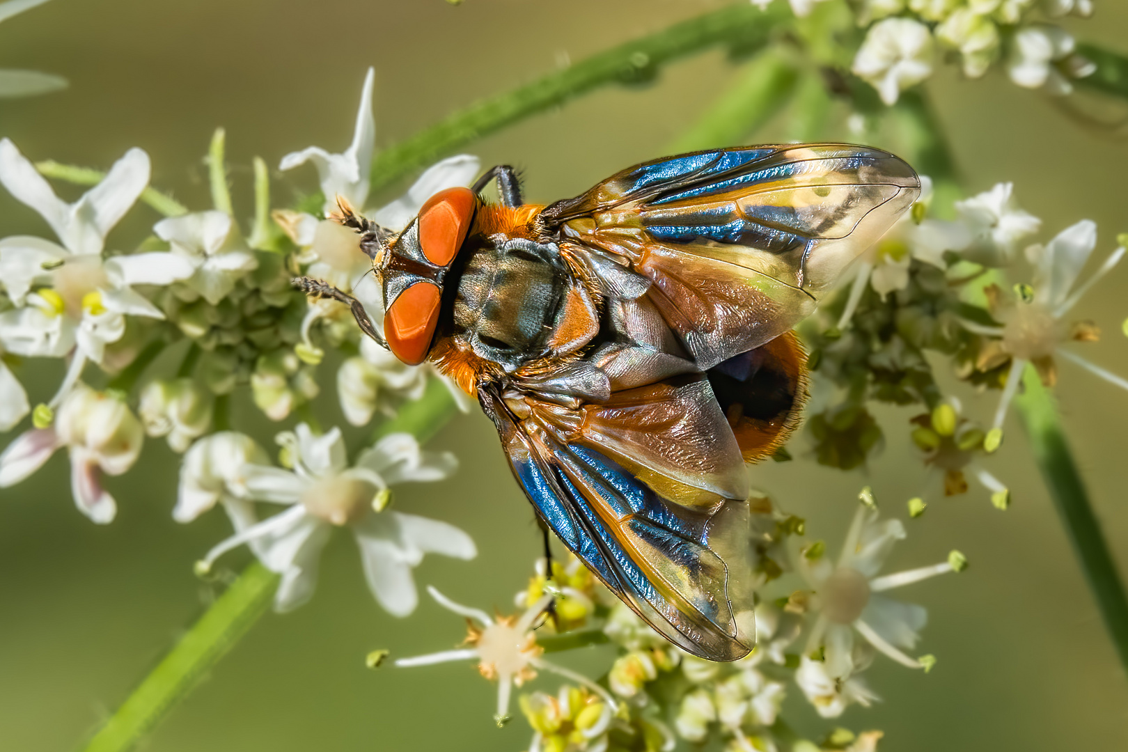 Wanzenfliege (Phasia hemiptera)