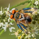 Wanzenfliege (Phasia hemiptera)