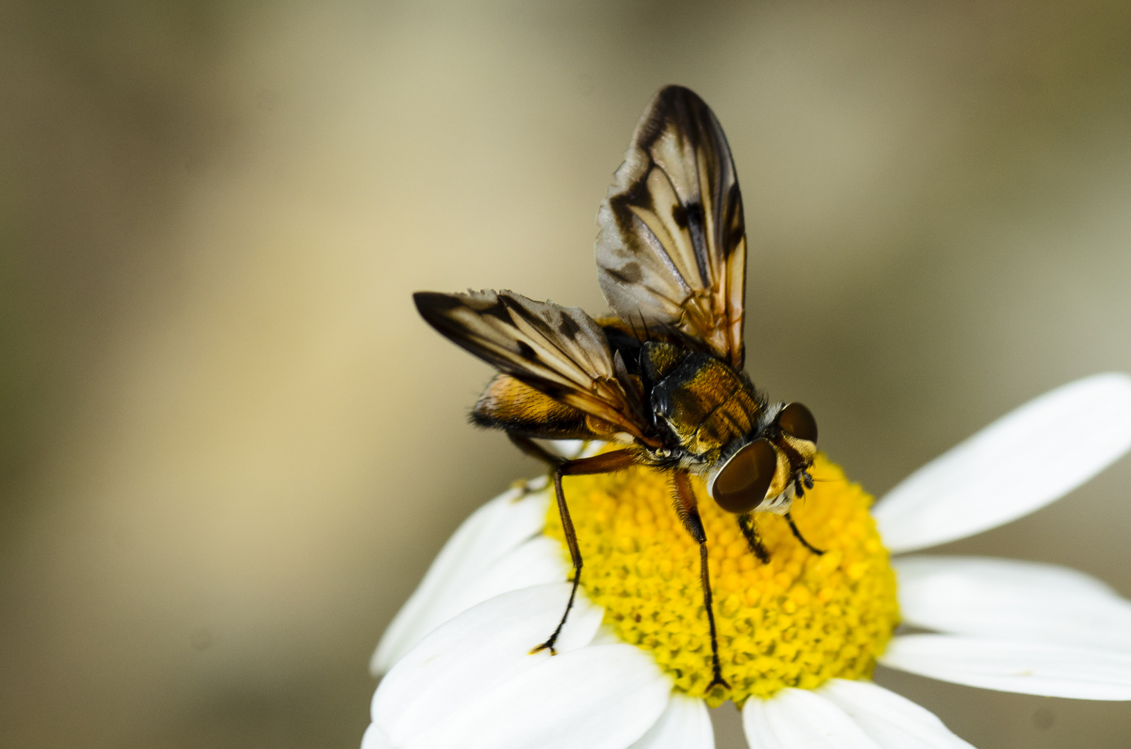 Wanzenfliege (Phasia hemiptera)