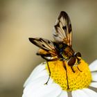 Wanzenfliege (Phasia hemiptera)