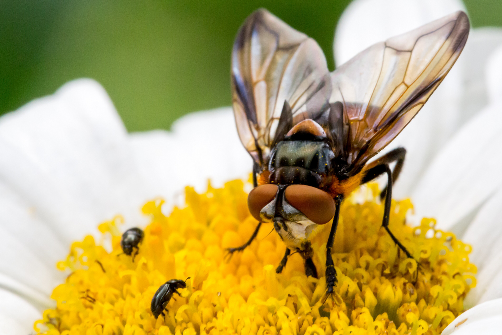 Wanzenfliege (Phasia hemiptera)