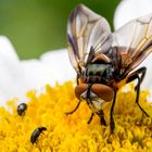 Wanzenfliege (Phasia hemiptera)