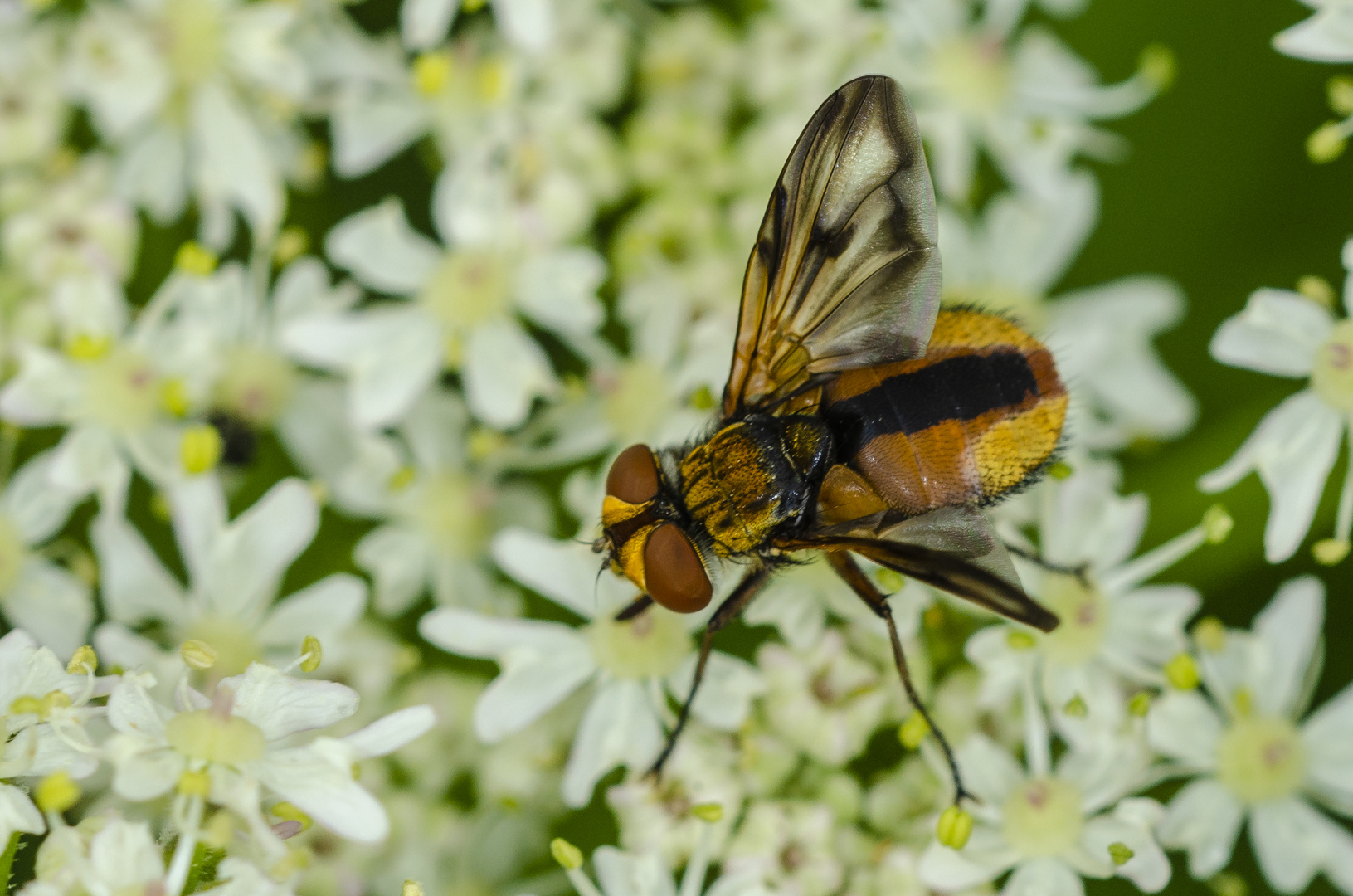 Wanzenfliege (Phasia hemiptera)