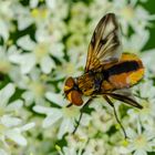 Wanzenfliege (Phasia hemiptera)