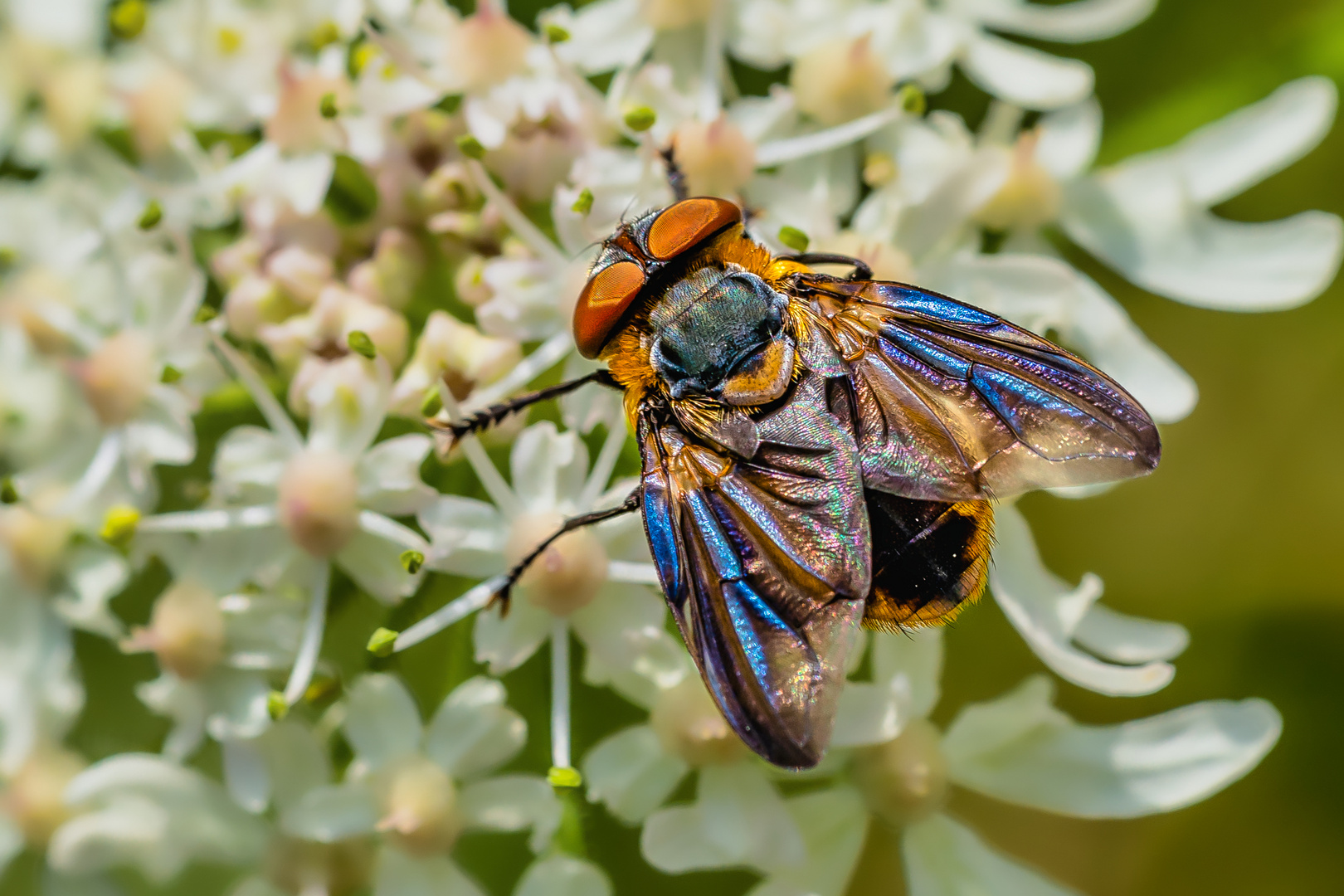 Wanzenfliege, Phasia hemiptera