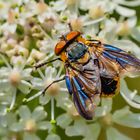 Wanzenfliege, Phasia hemiptera