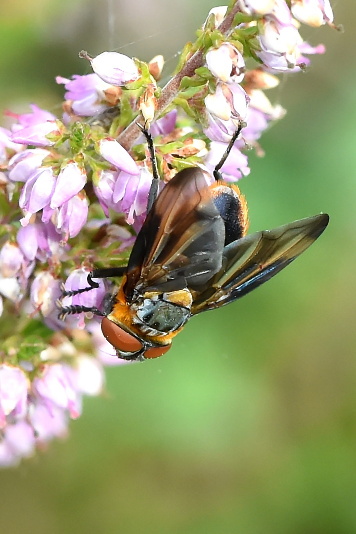 Wanzenfliege (Phasia hemiptera)