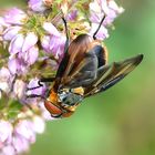 Wanzenfliege (Phasia hemiptera)