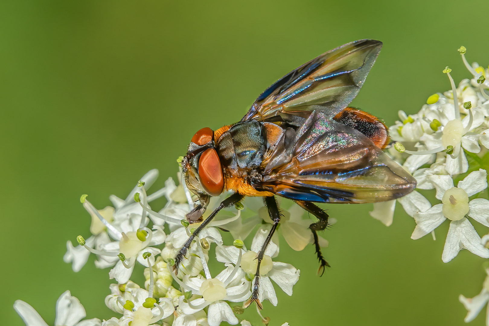 Wanzenfliege (Phasia hemiptera)