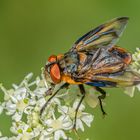 Wanzenfliege (Phasia hemiptera)