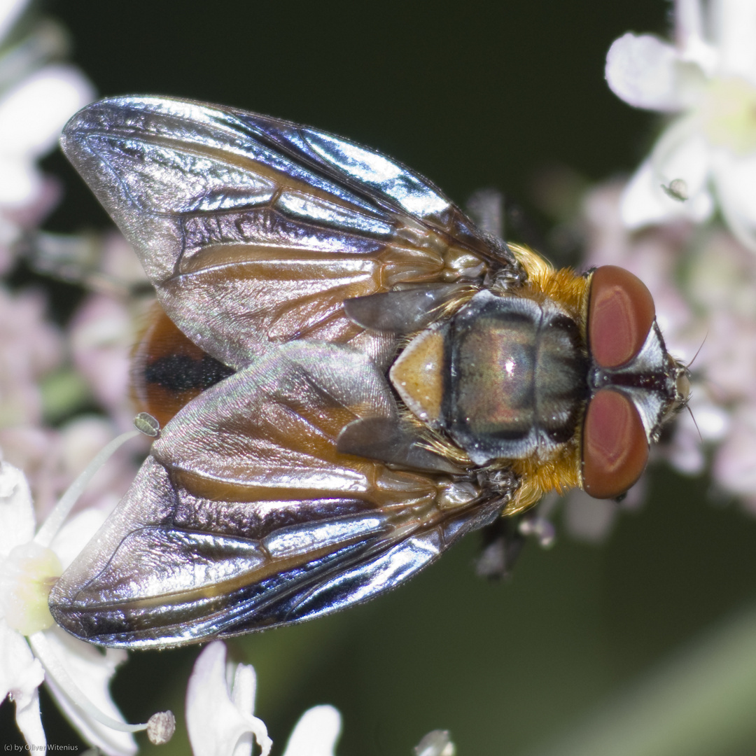 Wanzenfliege (Phasia hemiptera) - Männchen