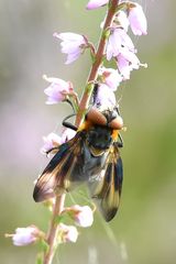 Wanzenfliege (Phasia hemiptera) Männchen