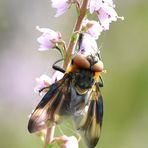 Wanzenfliege (Phasia hemiptera) Männchen