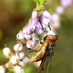 Wanzenfliege (Phasia hemiptera) Profil