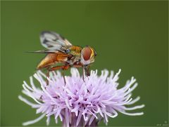 Wanzenfliege (Raupenfliege) auf Distelblüte