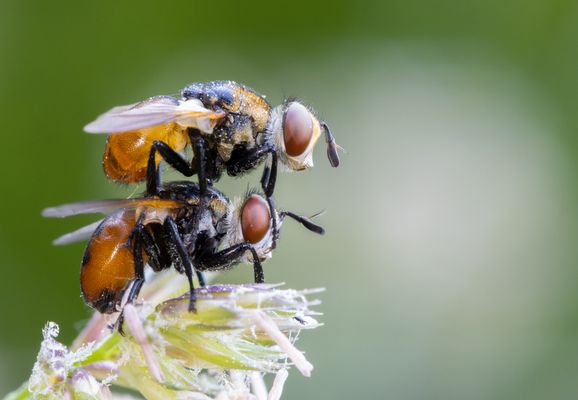 Wanzenfliegen (Gymnosoma rotundatum) 