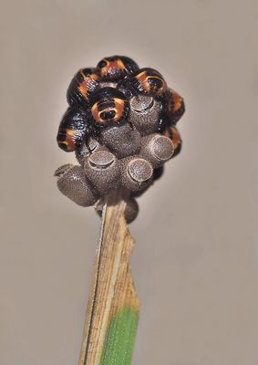  Wanzenkinder erblicken das Licht der Welt! - Des punaises an train de naître...