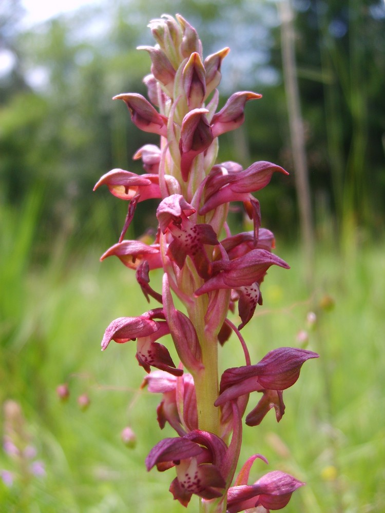 Wanzenknabenkraut (orchis coriophora) am Lech bei Hurlach am 6.Juni