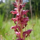 Wanzenknabenkraut (orchis coriophora) am Lech bei Hurlach am 6.Juni