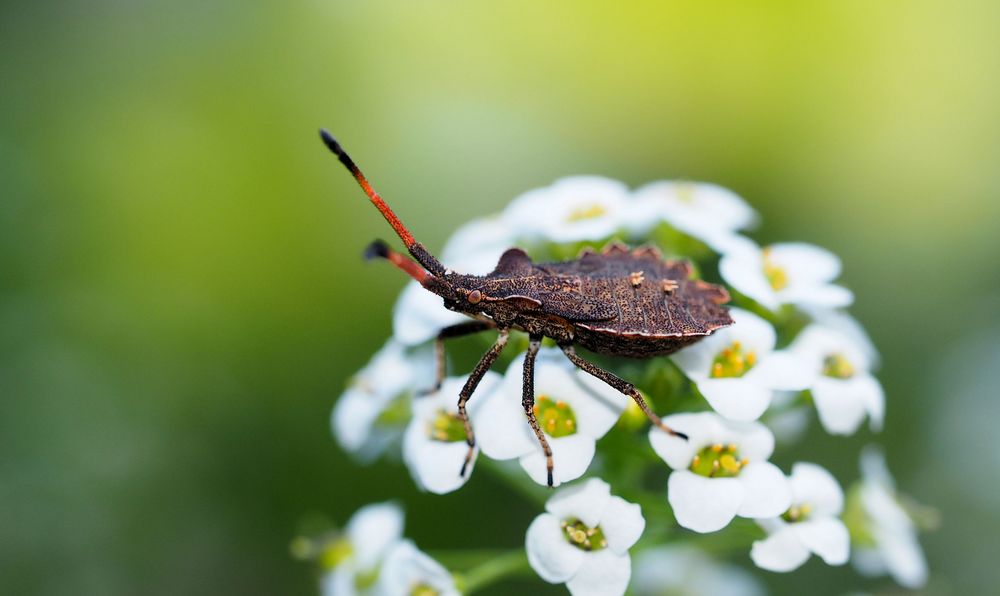 Wanzenlarve Foto & Bild fotos, natur, tier Bilder auf