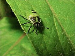 Wanzenlarve - ich denke, eines der ersten Stadien von Palomena prasina (Grüne Stinkwanze)