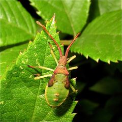 Wanzenlarve, letztes Stadium von Gonocerus acuteangulatus.