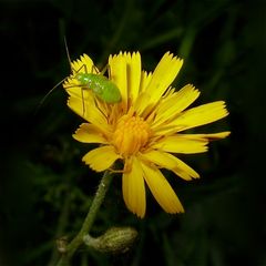 Wanzenlarve, vermutlich von der Grünen Futterwanze (Lygocoris pabulinus)