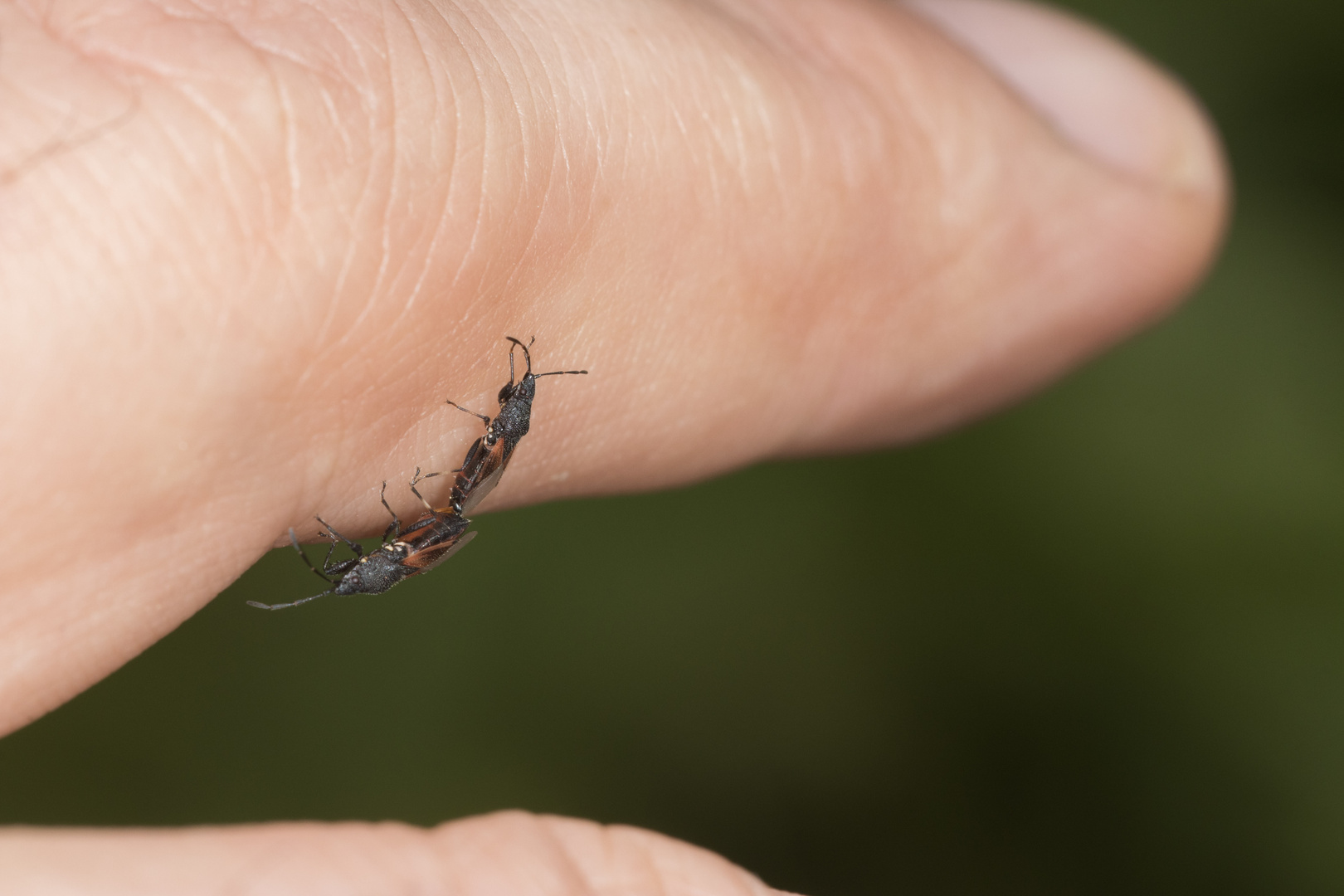 Wanzenpaarung auf meinem Finger ( Lindenwanze, Oxycarenus lavaterae)