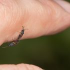 Wanzenpaarung auf meinem Finger ( Lindenwanze, Oxycarenus lavaterae)