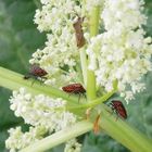 Wanzentreffen auf der Rhabarberblüte