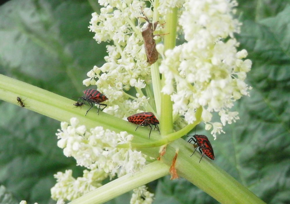 Wanzentreffen auf der Rhabarberblüte