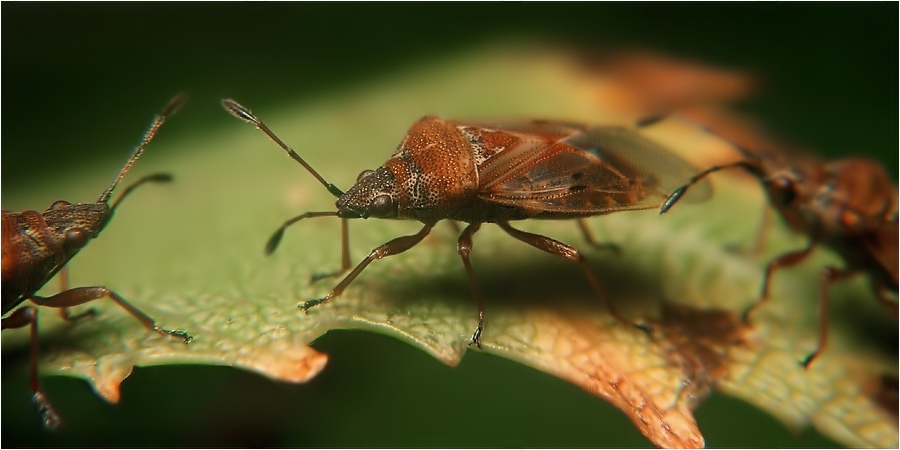 Wanzenubiquist Kleidoceris 4 mm