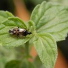 Wanzenvielfalt im Garten - Blumenwanze (Anthocoris nemorum)