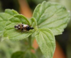 Wanzenvielfalt im Garten - Blumenwanze (Anthocoris nemorum)