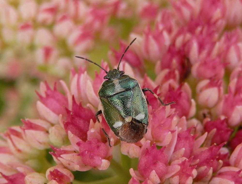 Wanzenvielfalt im Garten - Eine Kohlwanze