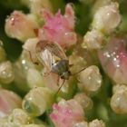 Wanzenvielfalt im Garten - Eine Wiesenwanze