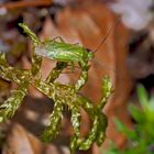 Wanzenwinzling im Moos: Grüne Futterwanze (Lygocoris pabulinus) * - Mini-punaise dans la mousse!